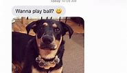 Dog Won’t Stop Texting His Owner