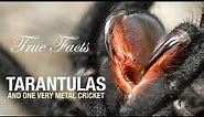 True Facts: Tarantulas