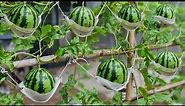 Revealing the secret to grow watermelons at home extremely easy, the fruit is very sweet