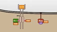The PI3K/AKT signalling pathway