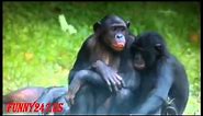Bonobo Mating Success