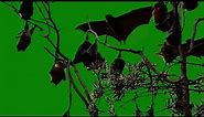 Green Screen Bats hanging in tree branches Birds No copyright Horror Scary creepy background video