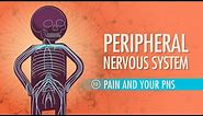Peripheral Nervous System: Crash Course Anatomy & Physiology #12