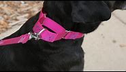 How To Use A Martingale Dog Collar