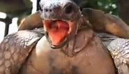 Turtle Make Love. Verry Funny