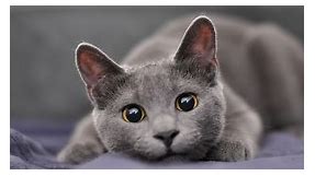 These Popular Grey Cat Breeds Are Sure to Steal Your Heart