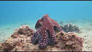 Octopus changes color and texture - Eilat