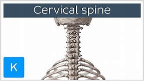 Cervical spine - Anatomy, Diagram & Definition - Human Anatomy | Kenhub