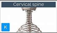 Cervical spine - Anatomy, Diagram & Definition - Human Anatomy | Kenhub