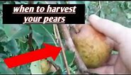 Tips on harvesting pears
