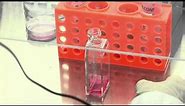 Cell Culture Basics 11: Adding medium to a culture flask with attached cells