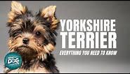 Yorkshire Terrier Dogs 101| Everything You Need To Know