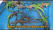New invasive lizards Populate Florida’s ecosystems!! What are they?!?