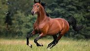 Bay Horses 101 (Genetics, Shades of Bay, Breeds & FAQ)
