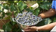 Update and Tips For Growing Eastern Concord Grape Vines