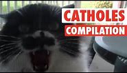 Angry Cat-holes || Super Pissed Off Cats Compilation
