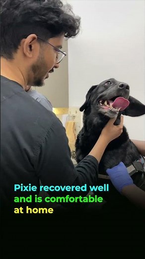 Canine Ocular Tumor Case - The Eye Vet