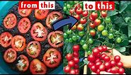 Easiest Way to Grow Tomatoes 🍅 from Slices || Gardening HACK