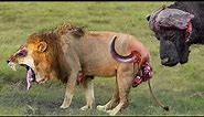 Shocking Moments When Painful Lions Are Attacked And Tortured By Africa's Deadliest Preys