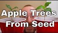 Growing Apple Trees from Seed | Cold Stratification