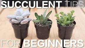Succulent Tips for Beginners // Garden Answer