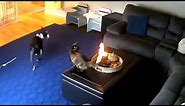 Cat Doesn't Care That It's On Fire