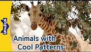 Fun with Animal Patterns for Kids | Cheetah, Ladybug, Siberian Tiger, Zebra, Giraffe | Little Fox