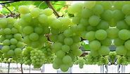 How to Harvest Grapes ? - Amazing Grapes Harvesting Technique