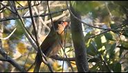Birds 113011 - Female Red Cardinal Calling Mate