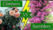 Difference Between Climbing and Rambling Roses