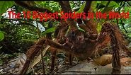 The 10 Biggest Spiders in the World