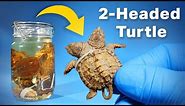 Opening a Jar of Snapping Turtles