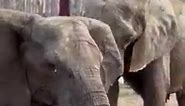 Today is #SaveTheElephantDay! 🐘 We are proud to be home to the third-largest elephant habitat in the country. Celebrate by coming out to visit our herd that lives on more than five acres of sprawling outdoor space. 📷Video Credit: Elephant Care Professional, Erica #sedgwickcountyzoo #elephants #conservation | Sedgwick County Zoo