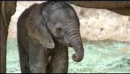 Baby Elephant Born at the San Diego Zoo Safari Park
