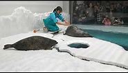 Ringed seals at Osaka Aquarium (Wamon azarashi)