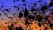 9 Fantastic Facts About Flying Foxes