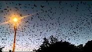Flying Foxes at dusk, Port Macquarie