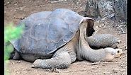 Extinct: The Pinta Island Tortoise