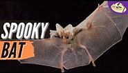 Ghost Bat Facts: Spooky or Adorable?
