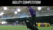 Border collie wins agility contest #dog #dogs #dogagility #dogcompetition #dogcompetitions #dogtraining #dogsoftiktok #petlovers #petlover #fyp #viraltiktok #viral