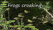 Frogs Croaking • Relaxing Frog Sounds 1 Hour • Beautiful Video of Green Water Frogs in Nature Pond