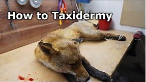 How to Taxidermy a Fox