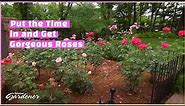 Rose Care for Hybrid Tea roses | Volunteer Gardener