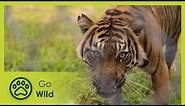 Sumatras Last Tigers - Go Wild