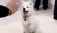 This dog waves and it's amazing