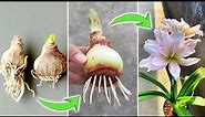 Tips on Growing Amaryllis Bulbs | How to Make Hippeastrum Quickly Root and Bloom