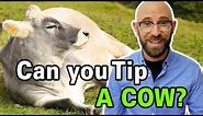 Is It Actually Possible to Tip a Cow?