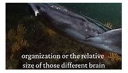 Have you ever wondered what a... - Save Our Seas Foundation