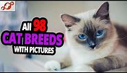 🐈 All Cat Breeds A-Z With Pictures! (all 98 breeds in the world)
