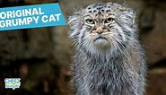 Is This Rare Wildcat The "Grumpiest Cat In The World?"